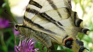 Mitunter brechen die Äste sogar unter der Last der Schmetterlinge ab