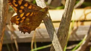 Ein Monarch wiegt nur ein halbes bis ganzes Gramm