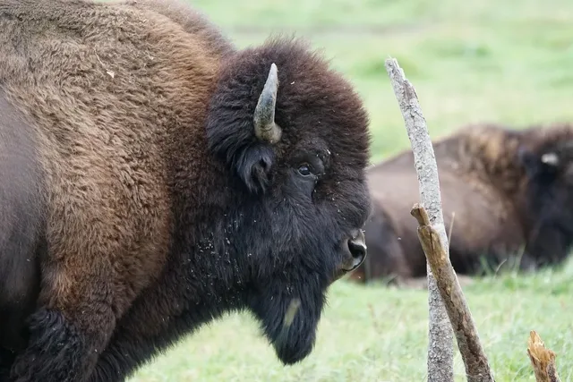 Buffalo in Custer State Park