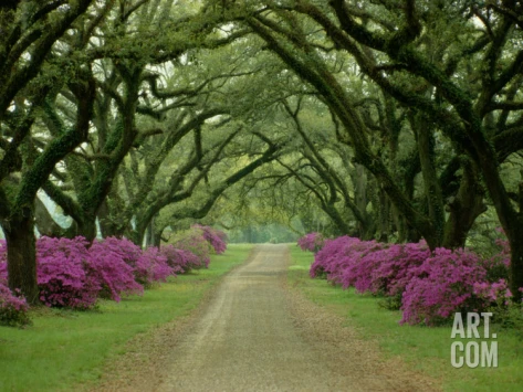 A Beautiful Pathway Lined with Trees and Purple Azaleas Photographic Print