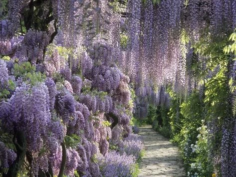 Spring garden Photographic Print