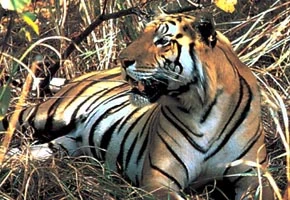 Tiger in Chitwan