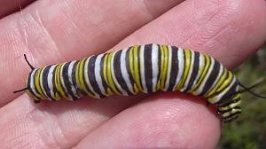 Das Stadium davor, wenn der Schmetterling noch eine Raupe ist