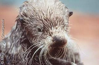 Seeotter in einem Rehabilationscenter in Valdez. Der Otter wurde infolge des Exxon Valdez-Tankerunglücks mit Öl verschmutzt.